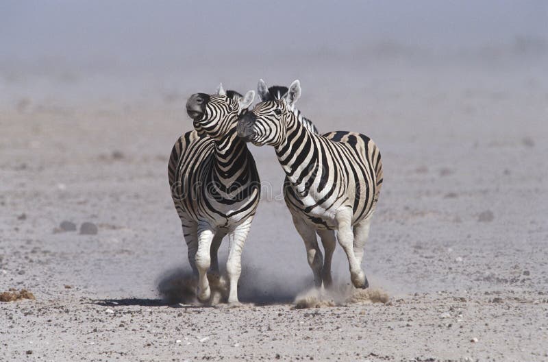 Зебры Burchell лотка 2 Намибии Etosha бежать сторона - мимо - сторона стоковые фотографии rf