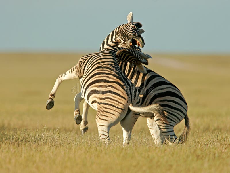 Two Plains (Burchellâ€™s) Zebra stallions (Equus quagga) fighting, Etosha National Park, Namibia. Two Plains (Burchellâ€™s) Zebra stallions (Equus quagga) fighting, Etosha National Park, Namibia