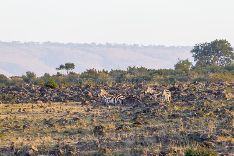 Зебры на каменистом банке реки masai Кении mara стоковые фотографии rf Зебры на каменистом банке реки masai Кении mara стоковые фотографии rf