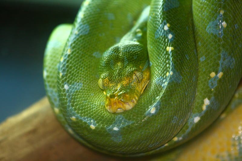 A green snake at the zoo. A green snake at the zoo.