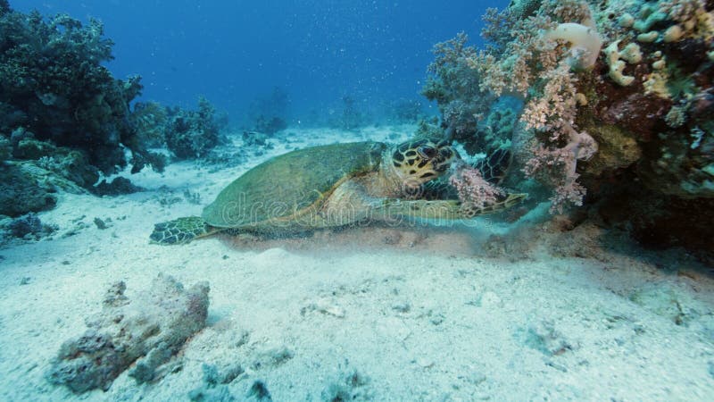 зеленая морская черепаха ест мягкие кораллы на дне моря стоковые изображения
