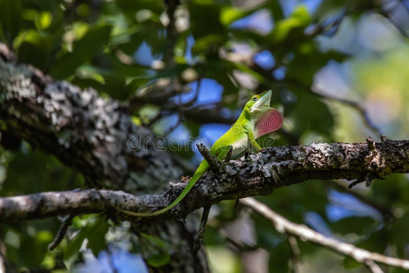 Зеленая ящерица anole отдыхая на ветви дерева стоковые фотографии rf Зеленая ящерица anole отдыхая на ветви дерева стоковые фотографии rf