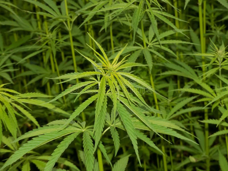 Поля марихуаны большие белеют листья конопли