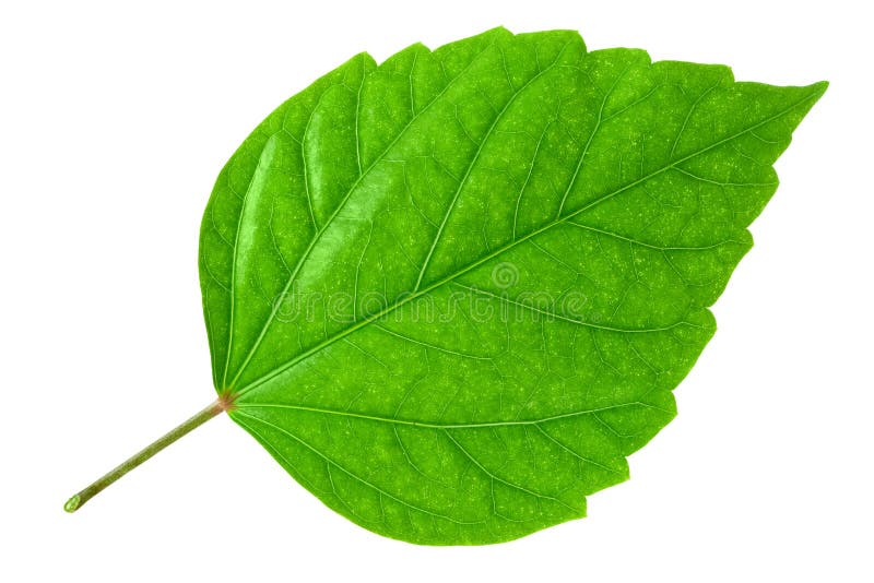 Green leaf of Hibiscus; closeup on white background. Green leaf of Hibiscus; closeup on white background