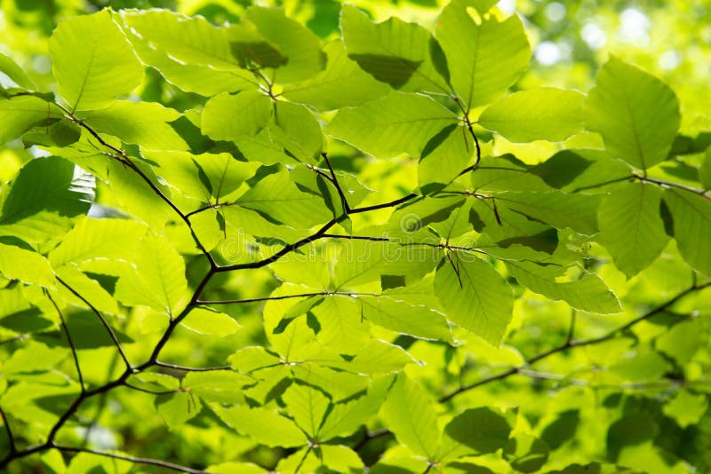 Green leaves lightened by the spring sun. Nature background. Green leaves lightened by the spring sun. Nature background.