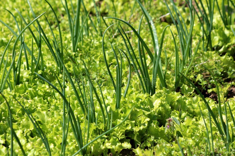 Зеленые луки или луки Scallions или весны или луки салата растя между плотно засаженным салатом в местном саде стоковое фото rf Зеленые луки или луки Scallions или весны или луки салата растя между плотно засаженным салатом в местном саде стоковое фото rf