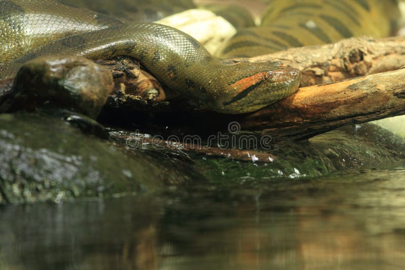 Зеленый anaconda стоковые фото Зеленый anaconda стоковые фото