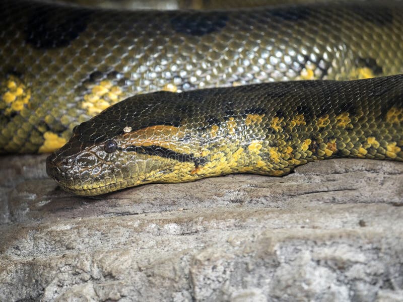 Зеленый anaconda, murinus Eunectes, самая мощная змейка стоковая фотография rf Зеленый anaconda, murinus Eunectes, самая мощная змейка стоковая фотография rf