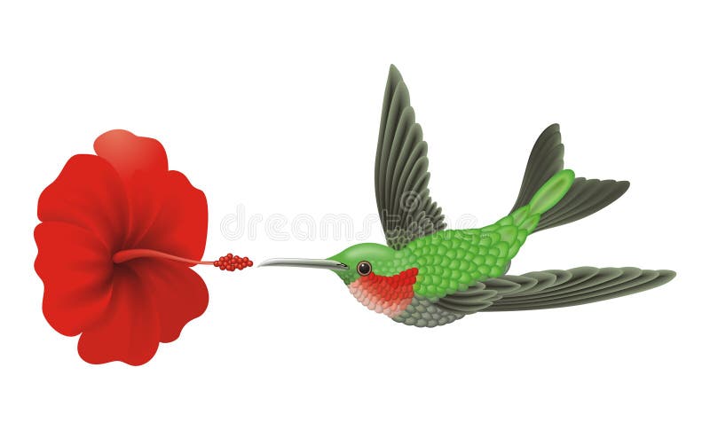 зеленый hummingbird иллюстрация вектора зеленый hummingbird иллюстрация вектора