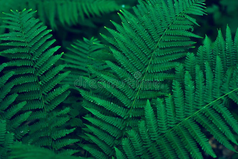 Green forest fern leaves with night blue light. Closeup of fren plant pattern, natural background. Trendy fiolage picture useful in modern design. Green forest fern leaves with night blue light. Closeup of fren plant pattern, natural background. Trendy fiolage picture useful in modern design.