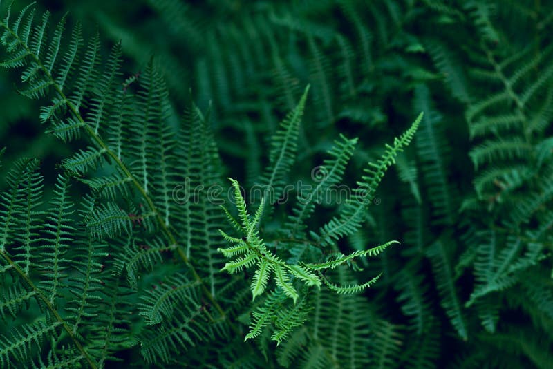 Green forest fern leaves with night blue light. Closeup of fren plant pattern, natural background. Trendy fiolage picture useful in modern design. Green forest fern leaves with night blue light. Closeup of fren plant pattern, natural background. Trendy fiolage picture useful in modern design.