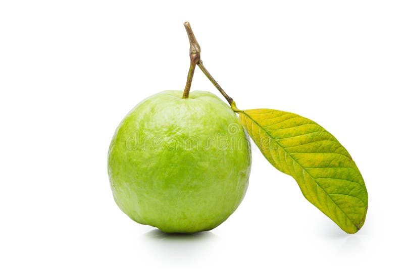 Зеленый плодоовощ guava при лист изолированные на белой предпосылке Архив содержит путь клиппирования стоковые изображения rf Зеленый плодоовощ guava при лист изолированные на белой предпосылке Архив содержит путь клиппирования стоковые изображения rf