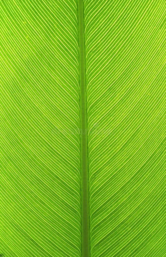 Download зеленый цвет стоковое изображение. изображение насчитывающей green - 484147