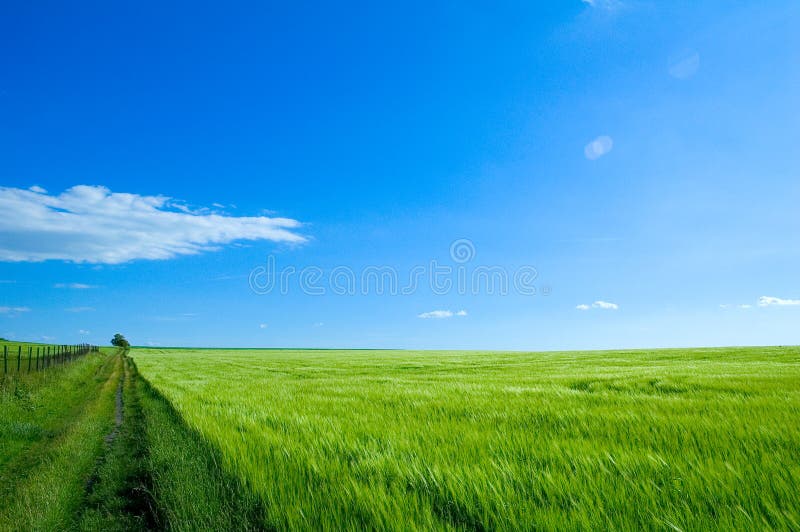 зеленый цвет 6 полей стоковая фотография rf