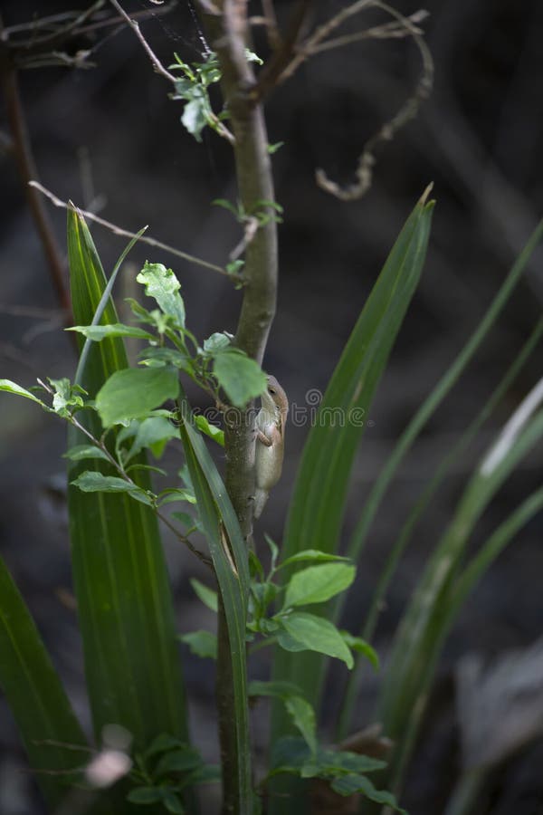 Зеленый цвет Anole Браун-участка стоковые изображения