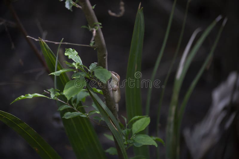 Зеленый цвет Anole Браун-участка стоковое фото