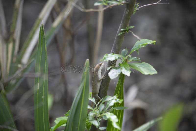 Зеленый цвет Anole участка Брайна стоковая фотография rf