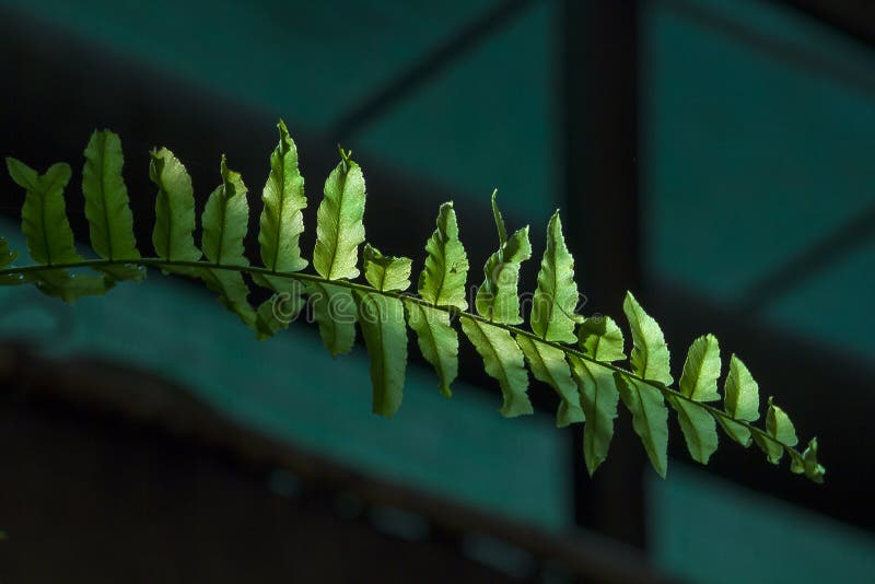 Leaves of fresh fern leaves in rainforest exposed to sunlight. Leaves of fresh fern leaves in rainforest exposed to sunlight.