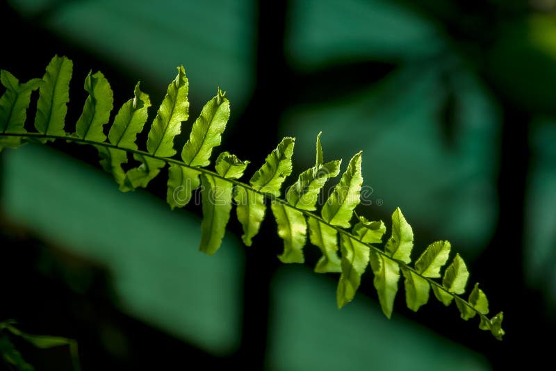 Leaves of fresh fern leaves in rainforest exposed to sunlight. Leaves of fresh fern leaves in rainforest exposed to sunlight.