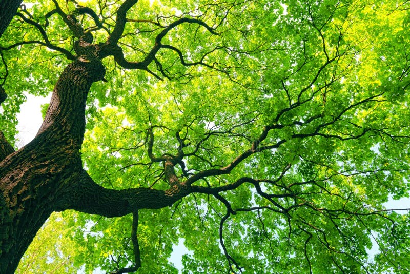 Mighty old tree with green spring leaves. Mighty old tree with green spring leaves