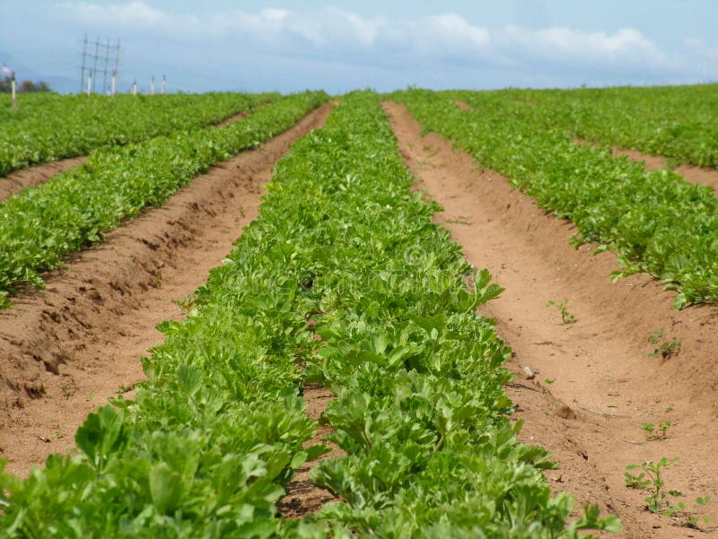 Agricultural fields of green. Agricultural fields of green.