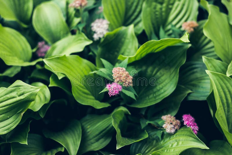 Зеленый цвет текстурировал plantsBeautiful яркую сияющую зеленую траву Чистая, приятная, славная растительность с падениями дождя стоковое фото rf