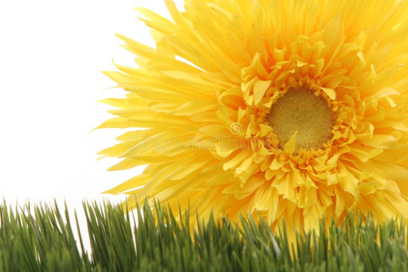зеленый цвет травы gerbera цветка маргаритки предпосылки красивейший изолировал белый желтый цвет стоковая фотография зеленый цвет травы gerbera цветка маргаритки предпосылки красивейший изолировал белый желтый цвет стоковая фотография
