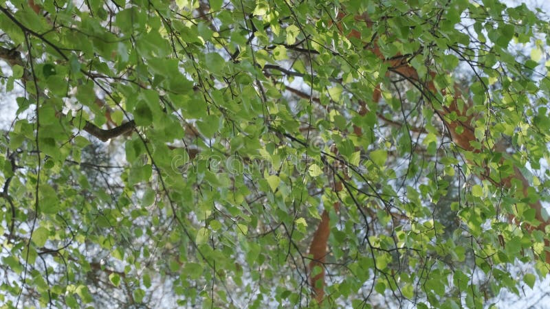 зелёные листья березы на солнечном свете, качающиеся на ветер весной, поющие соловьиных птиц