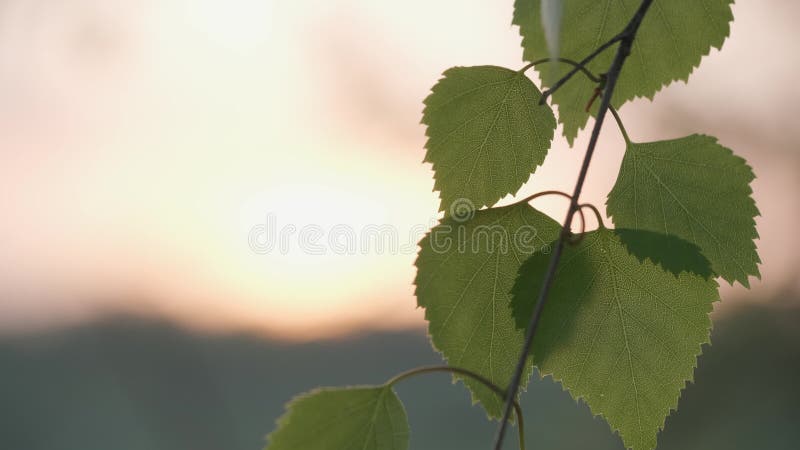 зелёные листья березы на солнечном свете, качающиеся на ветер весной, поющие соловьиных птиц