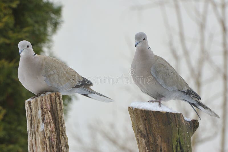 2 eurasian collared dove in winter, on a branch. 2 eurasian collared dove in winter, on a branch.