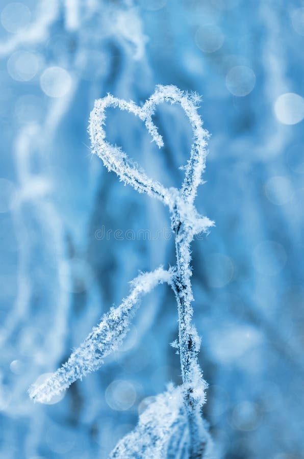 Plant in hoarfrost in the form of heart. Plant in hoarfrost in the form of heart