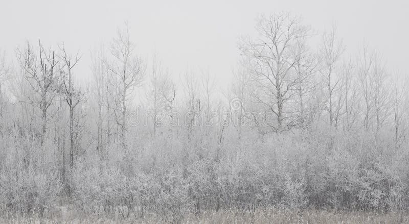 The forested shoreline of a small lake in winter fog in the north woods of Minnesota. The forested shoreline of a small lake in winter fog in the north woods of Minnesota