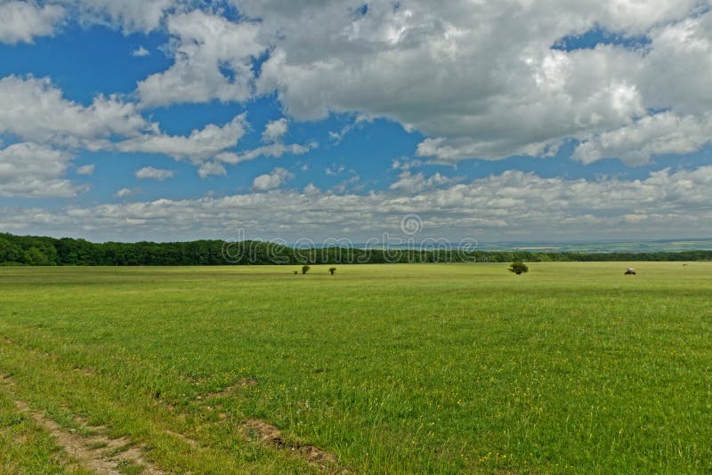 Злаковик на крае национального парка Hainich в тюрингии около Craula стоковые фото