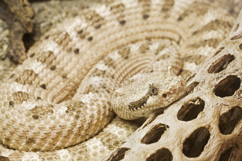 Биологический образец - змейка Стоковое Фото - изображение ...