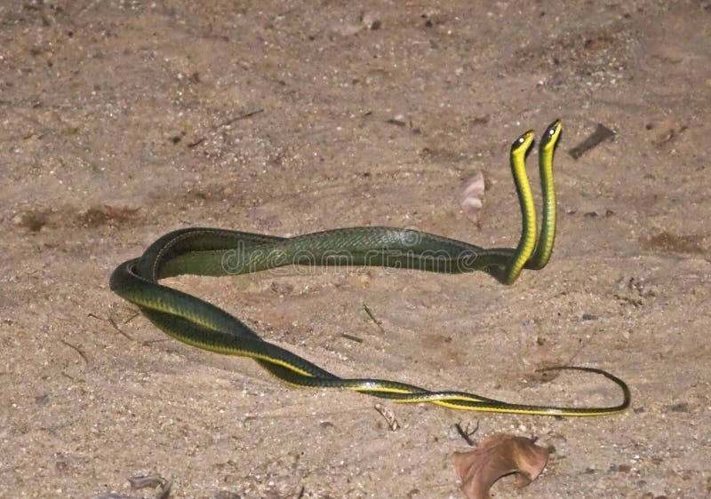 An absolutely rare image of an intimate in the wildlife: A couple of 1.5m (5ft) snakes (Philodryas olfersii) in a sexual affair. An absolutely rare image of an intimate in the wildlife: A couple of 1.5m (5ft) snakes (Philodryas olfersii) in a sexual affair.