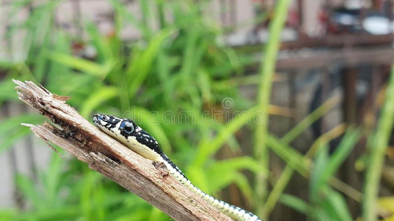 Змея dendrelaphis вползая в конце отделения ручки на снимке макротипа