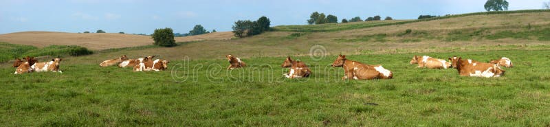 Unique banner giving a panorama of dairy cows resting in a farm field. The pasture is green with grass and is where the cattle graze. Panoramic provides a different perspective of a common scene. This is a real scene (four photographs stitched together) so this is as real as it comes, it's not one cow photographed in different poses. Unique banner giving a panorama of dairy cows resting in a farm field. The pasture is green with grass and is where the cattle graze. Panoramic provides a different perspective of a common scene. This is a real scene (four photographs stitched together) so this is as real as it comes, it's not one cow photographed in different poses.