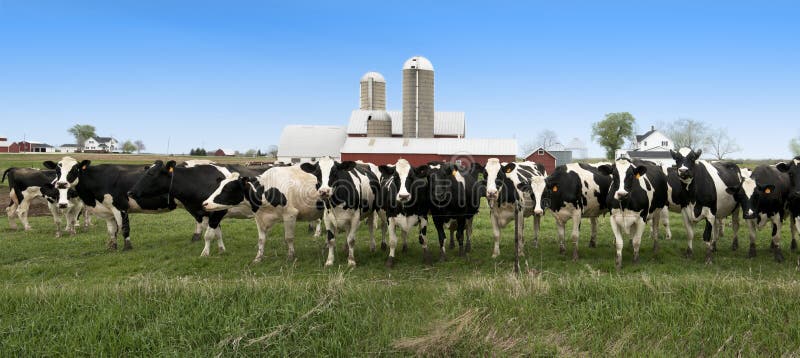 Agriculture panorama or panoramic banner of Wisconsin dairy farm Holstein cows. The cattle are standing and grazing in a pasture or field with green grass and blue sky overhead. Barn and silo can be seen in the background. Agriculture panorama or panoramic banner of Wisconsin dairy farm Holstein cows. The cattle are standing and grazing in a pasture or field with green grass and blue sky overhead. Barn and silo can be seen in the background.