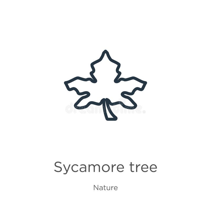 Значок дерева Sycamore Тонкий линейный значок структуры дерева sycamore, изолированный на белом фоне от коллекции природы Вектор иллюстрация штока