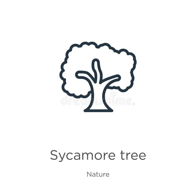 Значок дерева Sycamore Тонкий линейный значок структуры дерева sycamore, изолированный на белом фоне от коллекции природы Вектор иллюстрация штока