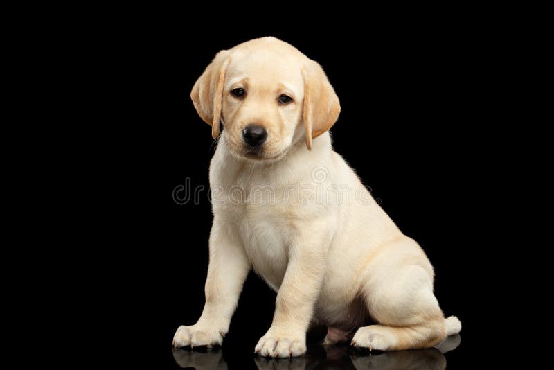 Золотой щенок Retriever Лабрадора изолированный на черной предпосылке стоковая фотография rf