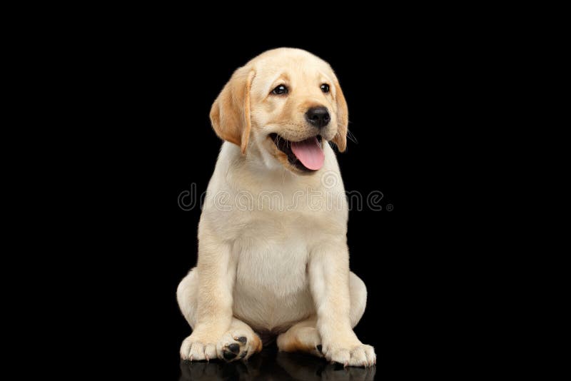 Золотой щенок Retriever Лабрадора изолированный на черной предпосылке