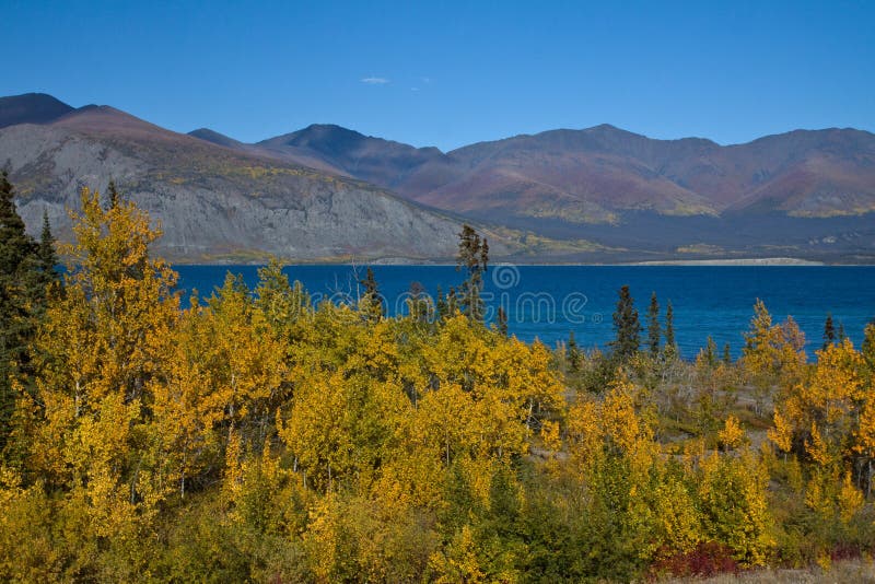 Golden Aspens contrast with the deep blue green waters of Klaune Lake near Kluane National Park, Yukon, Canada. Golden Aspens contrast with the deep blue green waters of Klaune Lake near Kluane National Park, Yukon, Canada