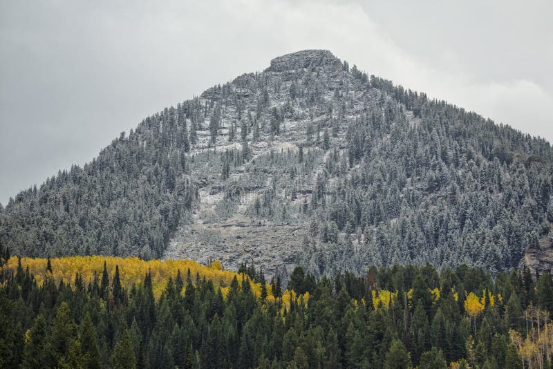 Snow on the mountain behind golden aspens and pine trees after a early snow in the Wasatch mountains in Utah USA. Snow on the mountain behind golden aspens and pine trees after a early snow in the Wasatch mountains in Utah USA.
