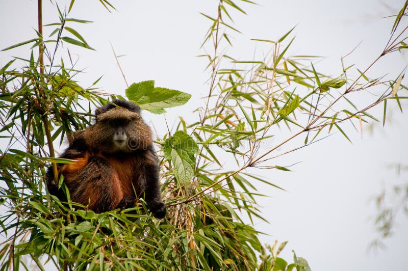 A golden monkey in Rwanda's Volcanoes National Park. A golden monkey in Rwanda's Volcanoes National Park.