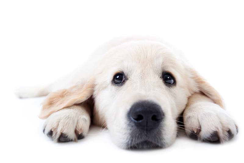 золотистые лежа детеныши лапок протягиванные retriever стоковая фотография