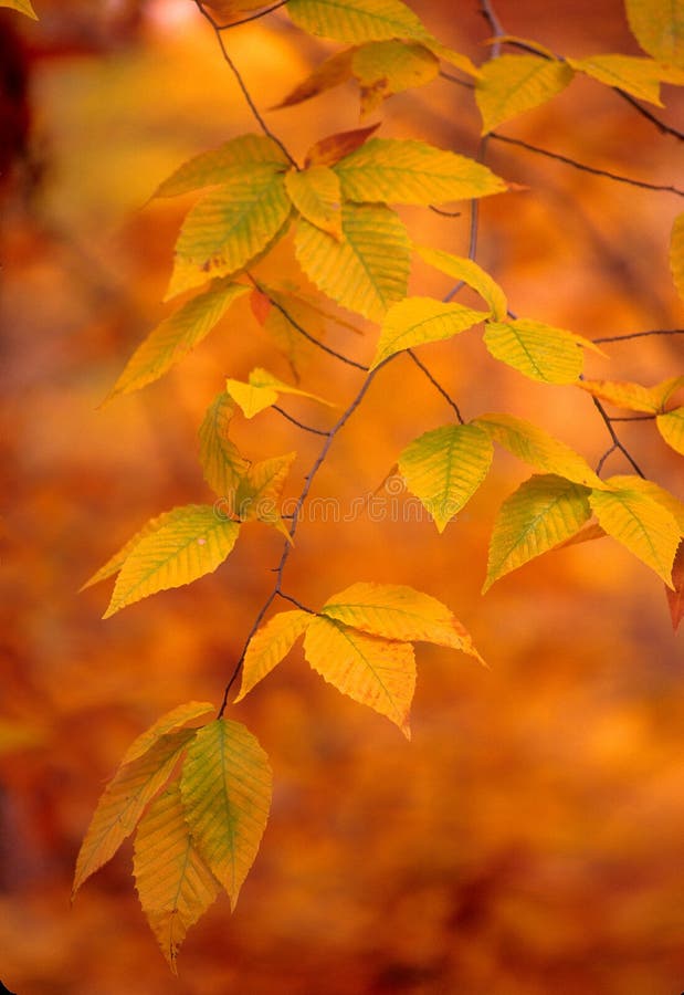 золотистые листья