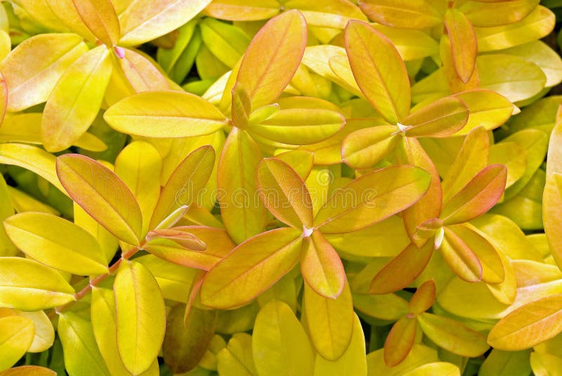 Closeup of a Hypericum calycinum 'Brigadoon' plant with brightly colored yellow leaves with orange veins. Botanical Name: Hypericum calycinum 'Brigadoon'. Common Name: St. Johns Wort. Closeup of a Hypericum calycinum 'Brigadoon' plant with brightly colored yellow leaves with orange veins. Botanical Name: Hypericum calycinum 'Brigadoon'. Common Name: St. Johns Wort.
