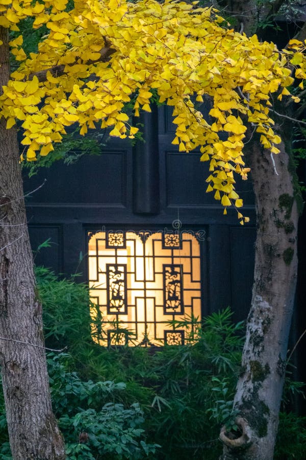 In autumn, the beautiful golden yellow ginkgo tree leaves outside two lightened traditional Chinese windows. The light is shining through the windows. Those lights look warm and nice. The traditional pattens on the windows are very attractive. Green and yellow tall trees are outside the house. In autumn, the beautiful golden yellow ginkgo tree leaves outside two lightened traditional Chinese windows. The light is shining through the windows. Those lights look warm and nice. The traditional pattens on the windows are very attractive. Green and yellow tall trees are outside the house.