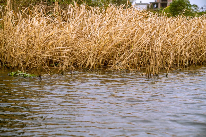 Золотые тростники водой осенью стоковые фото